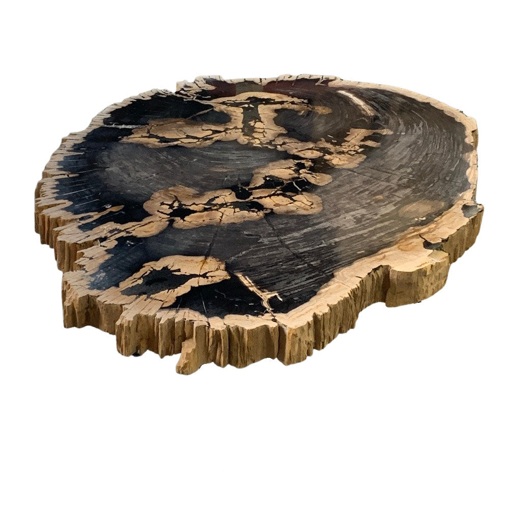 Petrified Wood Table Top - Berbere Imports