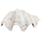 Half Clam Shell - Large - Berbere Imports