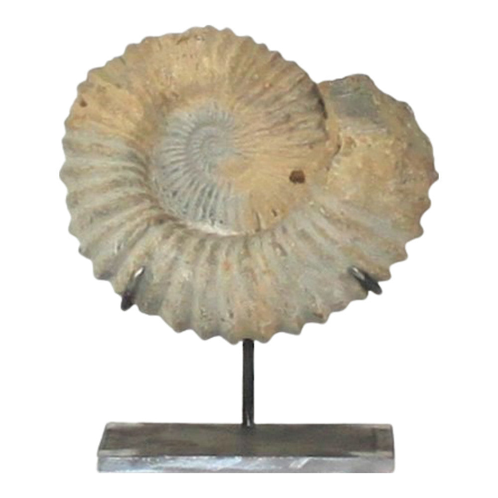 Antique Moroccan Ammonite On Custom Iron Stand - Berbere Imports