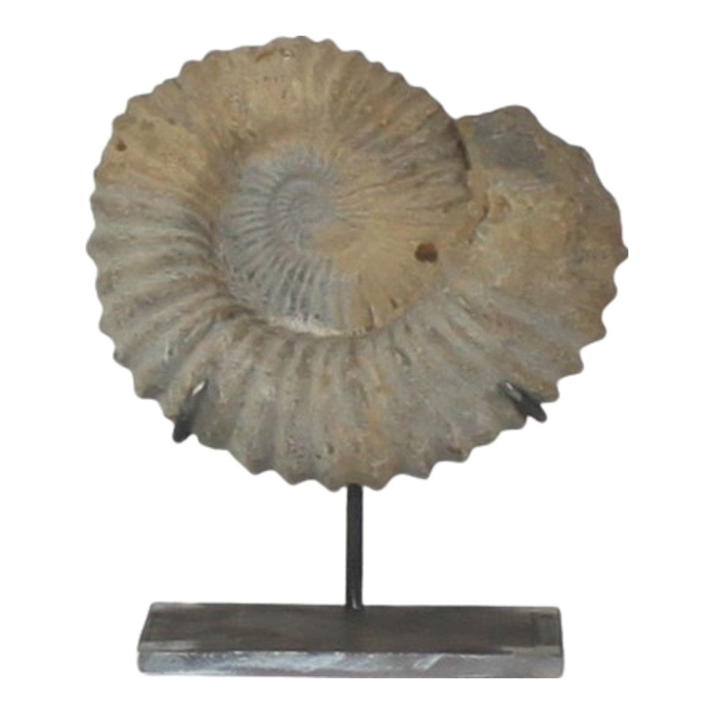 Antique Moroccan Ammonite On Custom Iron Stand - Berbere Imports