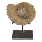 Antique Moroccan Ammonite On Custom Iron Stand - Berbere Imports