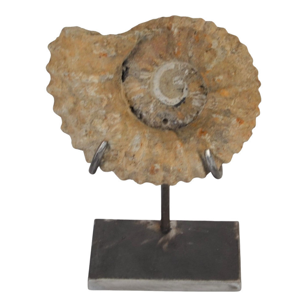 Antique Moroccan Ammonite On Custom Iron Stand - Berbere Imports