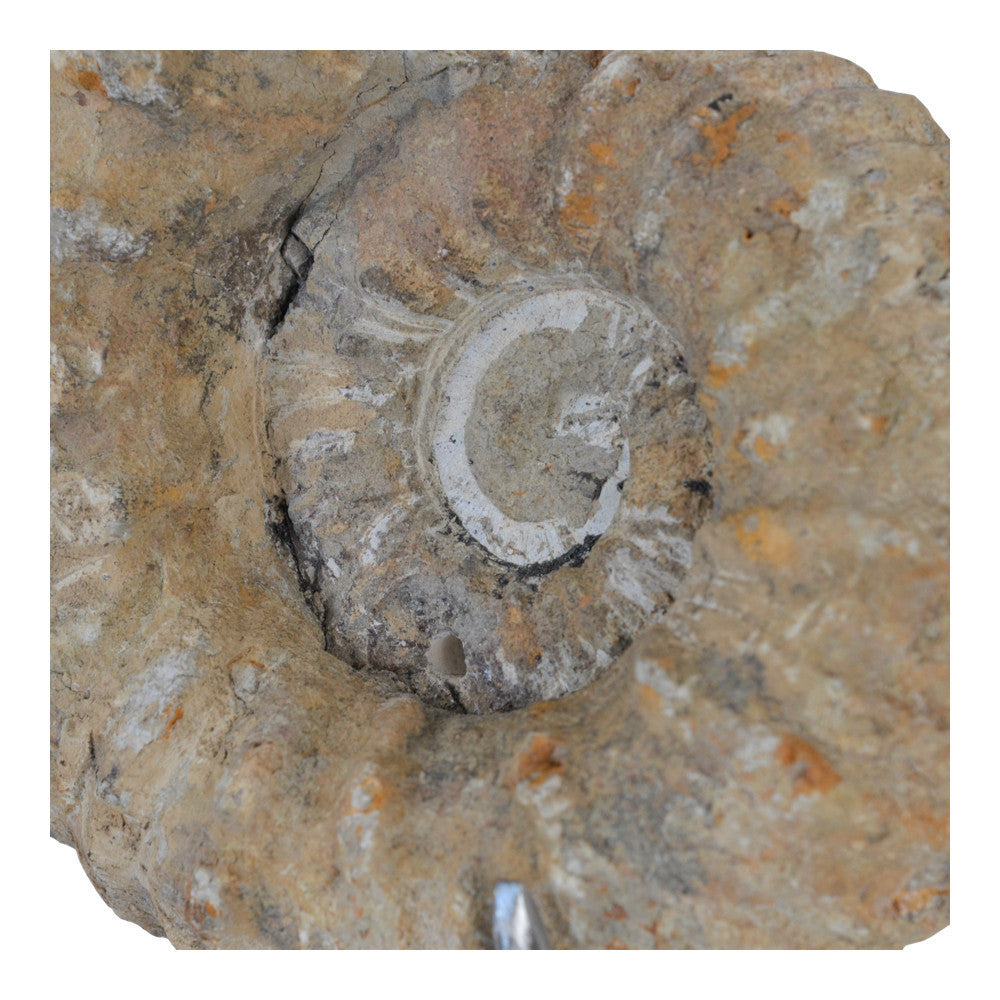 Antique Moroccan Ammonite On Custom Iron Stand - Berbere Imports