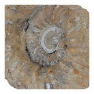 Antique Moroccan Ammonite On Custom Iron Stand - Berbere Imports