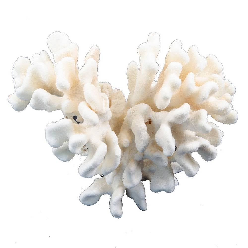 Pacific Elkhorn Coral - Berbere Imports