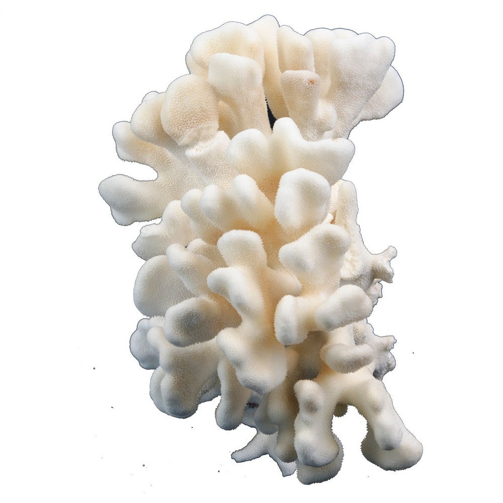 Pacific Elkhorn Coral - Berbere Imports