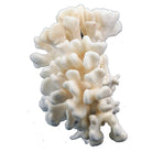 Pacific Elkhorn Coral - Berbere Imports