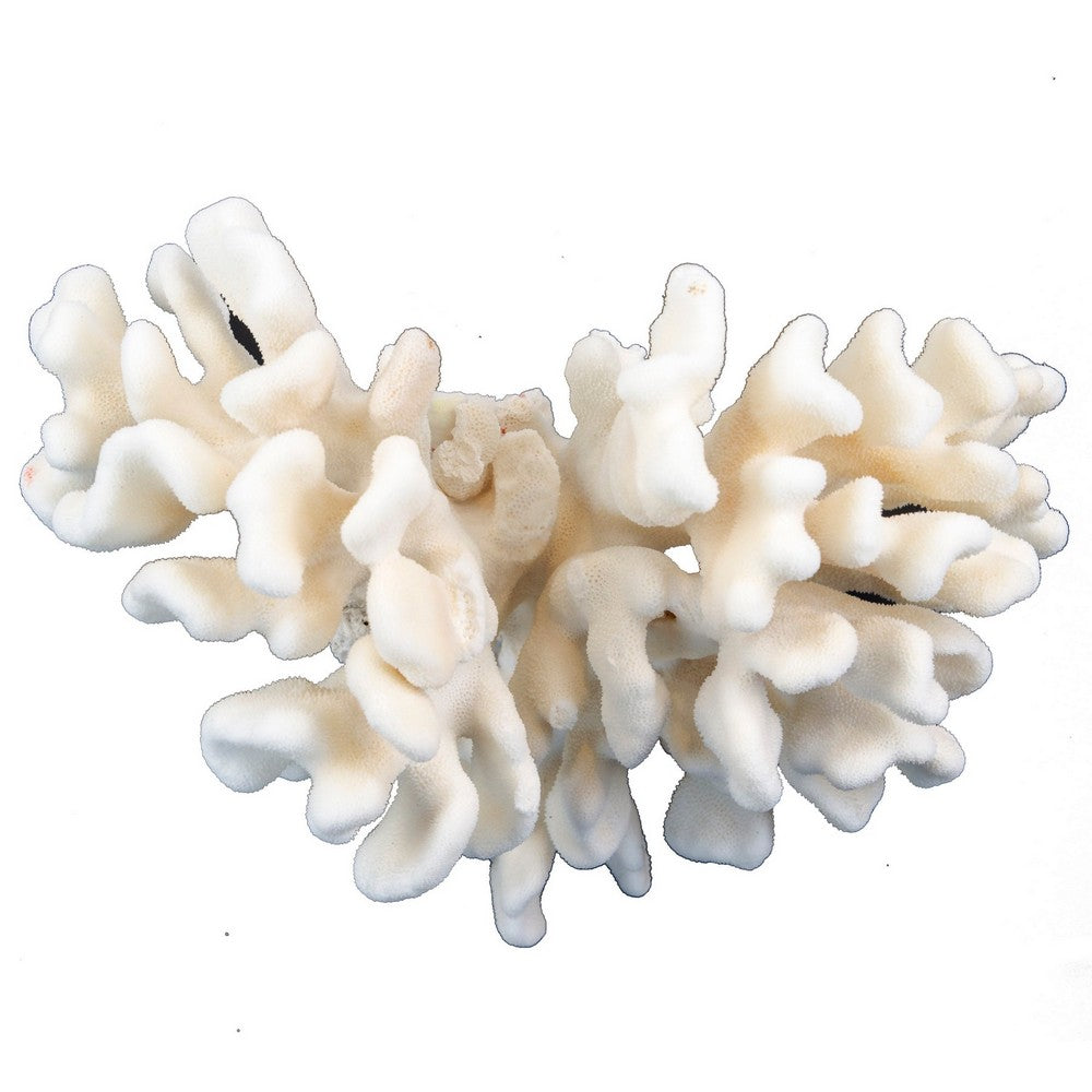 Pacific Elkhorn Coral - Berbere Imports