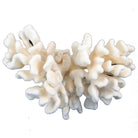 Pacific Elkhorn Coral - Berbere Imports