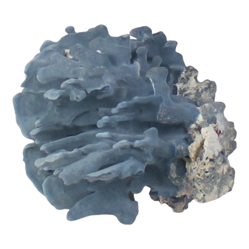 Blue Coral - Berbere Imports