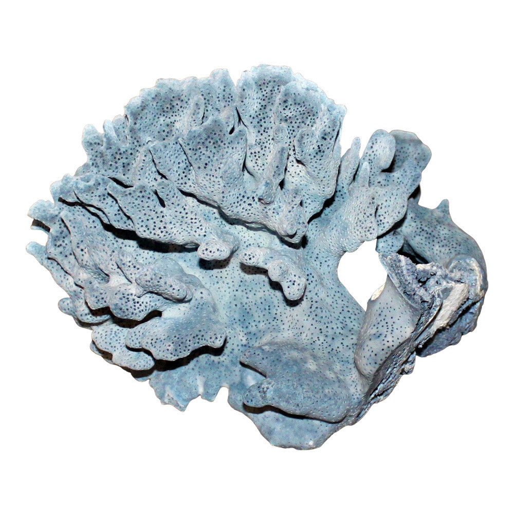 Blue Coral - Berbere Imports