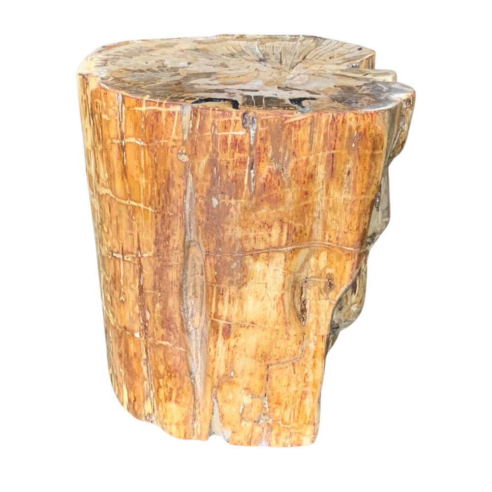 Petrified Wood Stump - Berbere Imports
