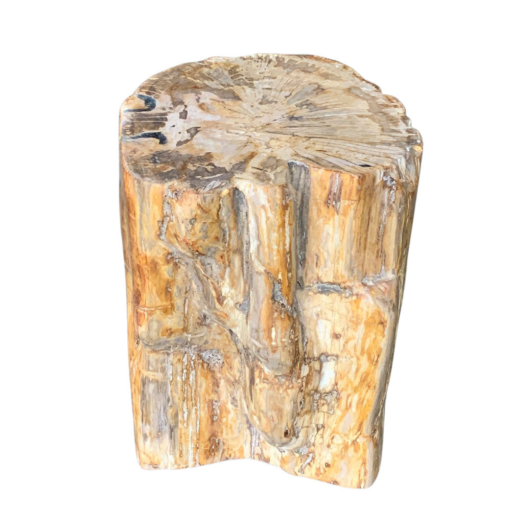 Petrified Wood Stump - Berbere Imports