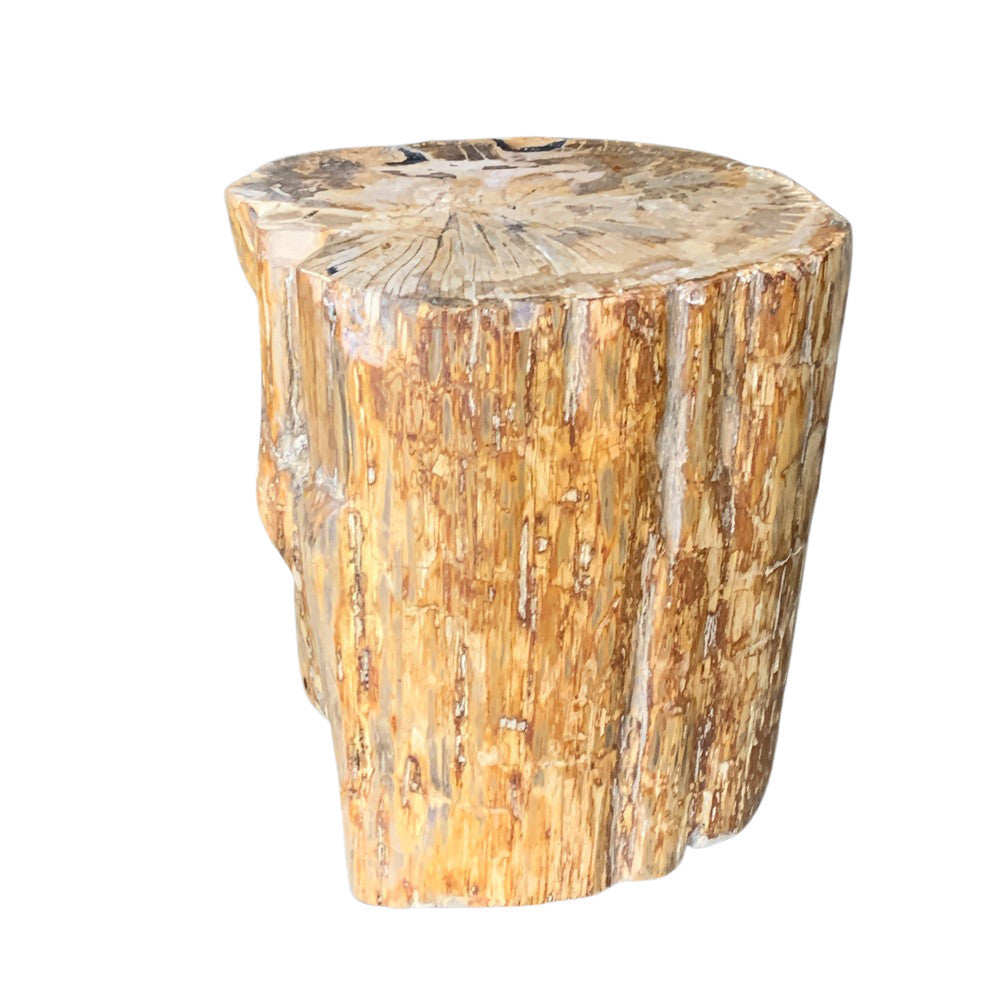 Petrified Wood Stump - Berbere Imports