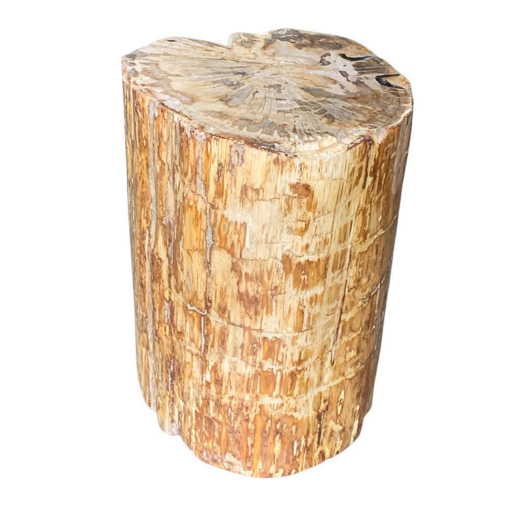 Petrified Wood Stump - Berbere Imports