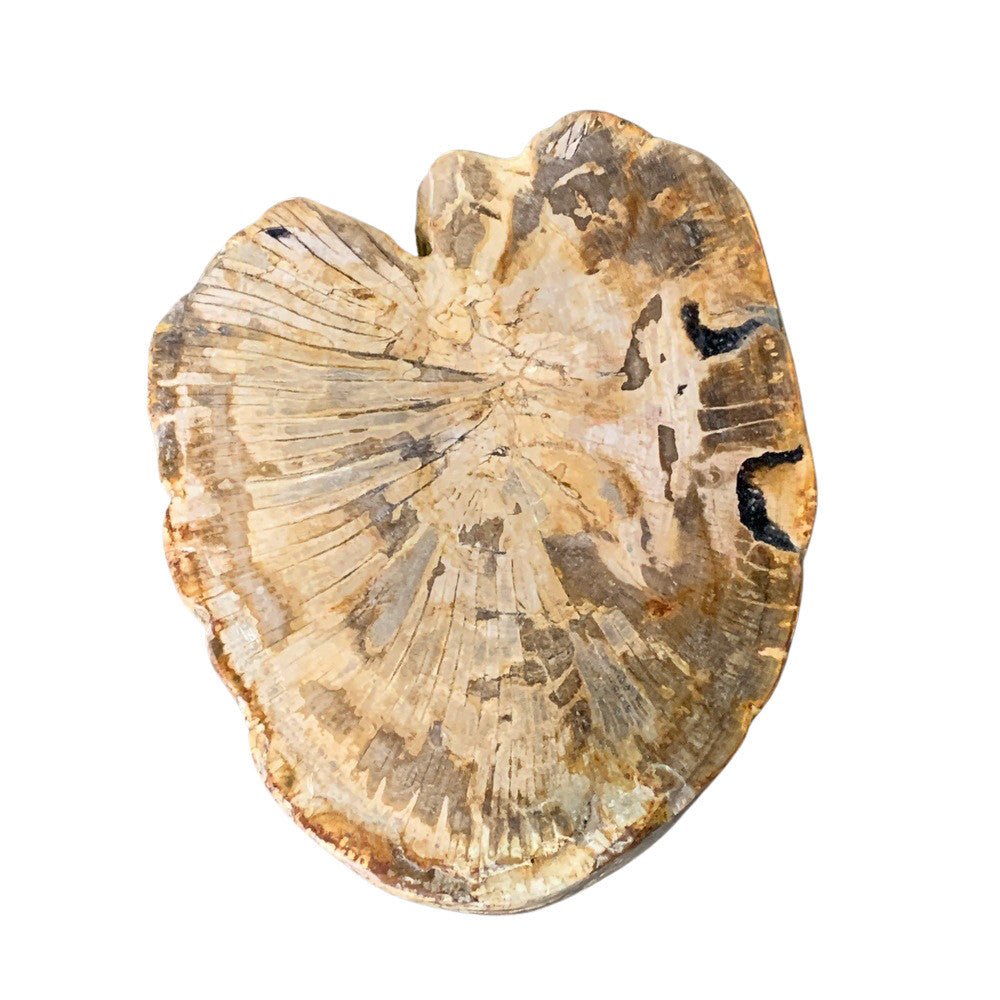 Petrified Wood Stump - Berbere Imports