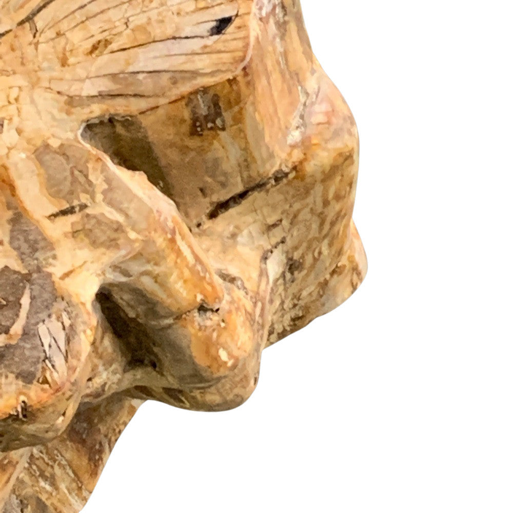 Petrified Wood Stump - Berbere Imports