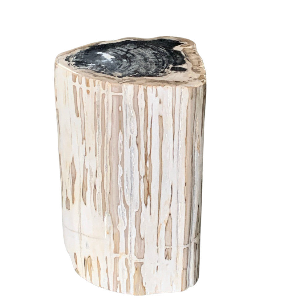 Petrified Wood Stump - Berbere Imports