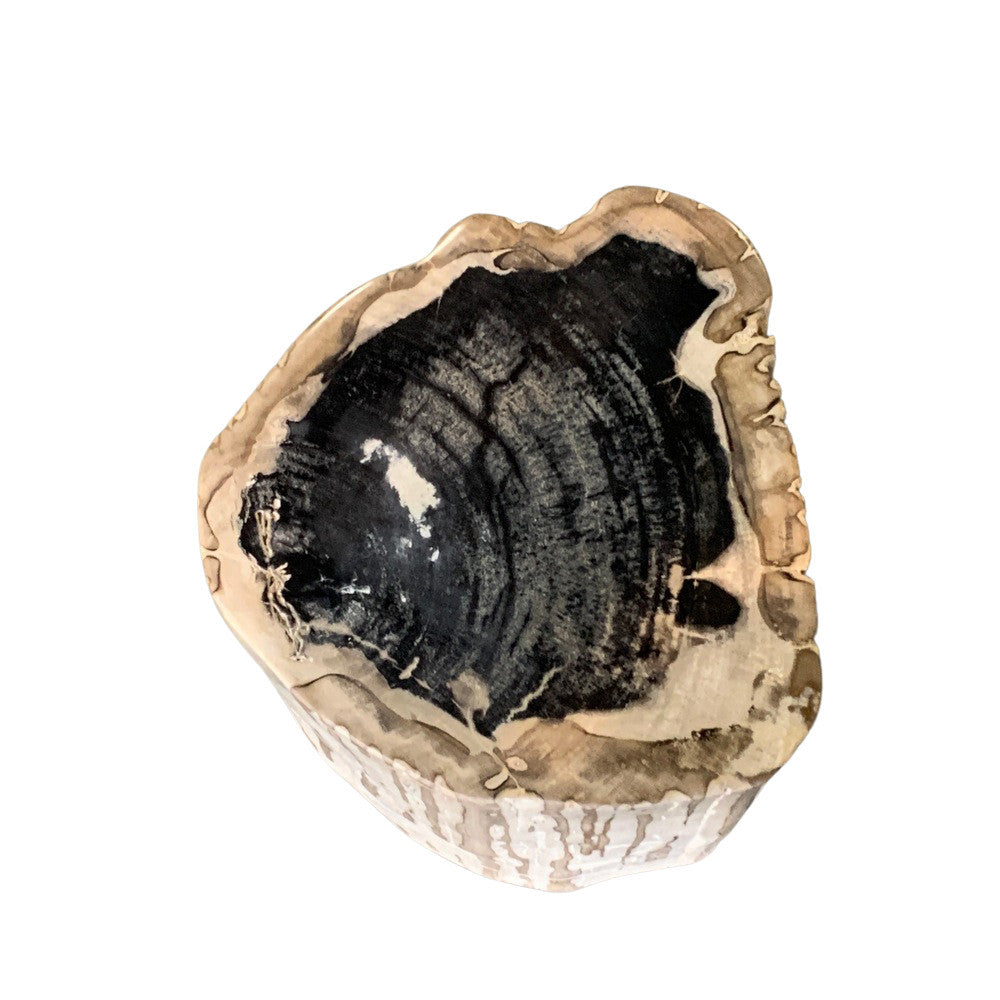 Petrified Wood Stump - Berbere Imports