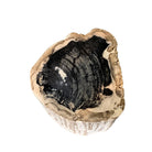 Petrified Wood Stump - Berbere Imports