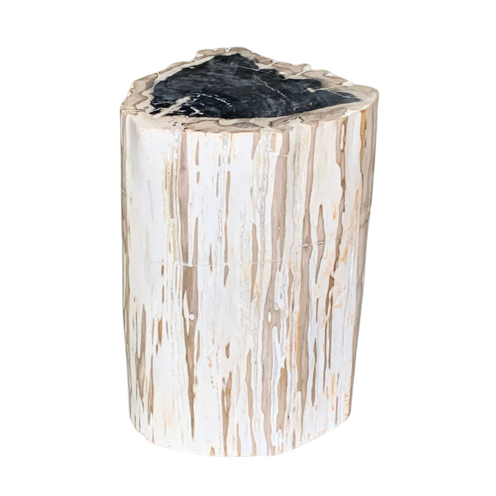 Petrified Wood Stump - Berbere Imports