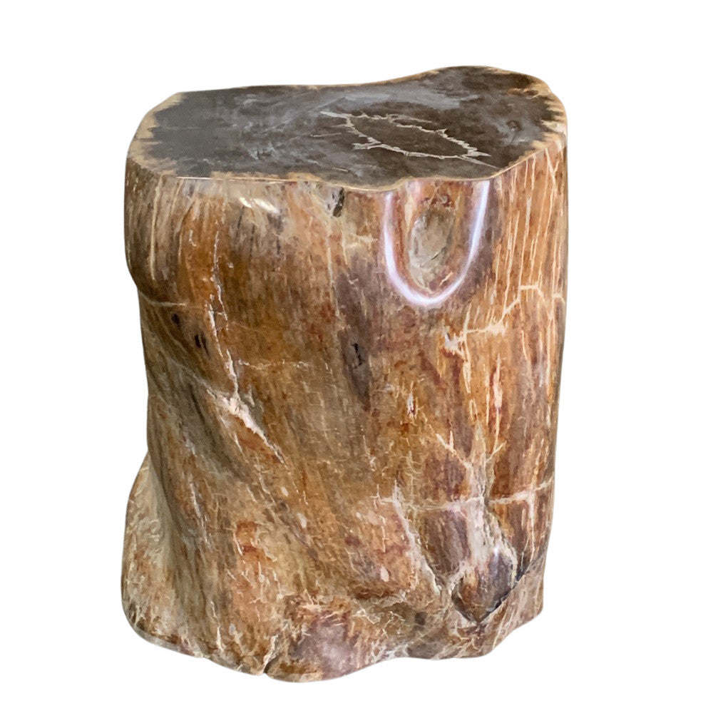 Petrified Wood Stump - Berbere Imports