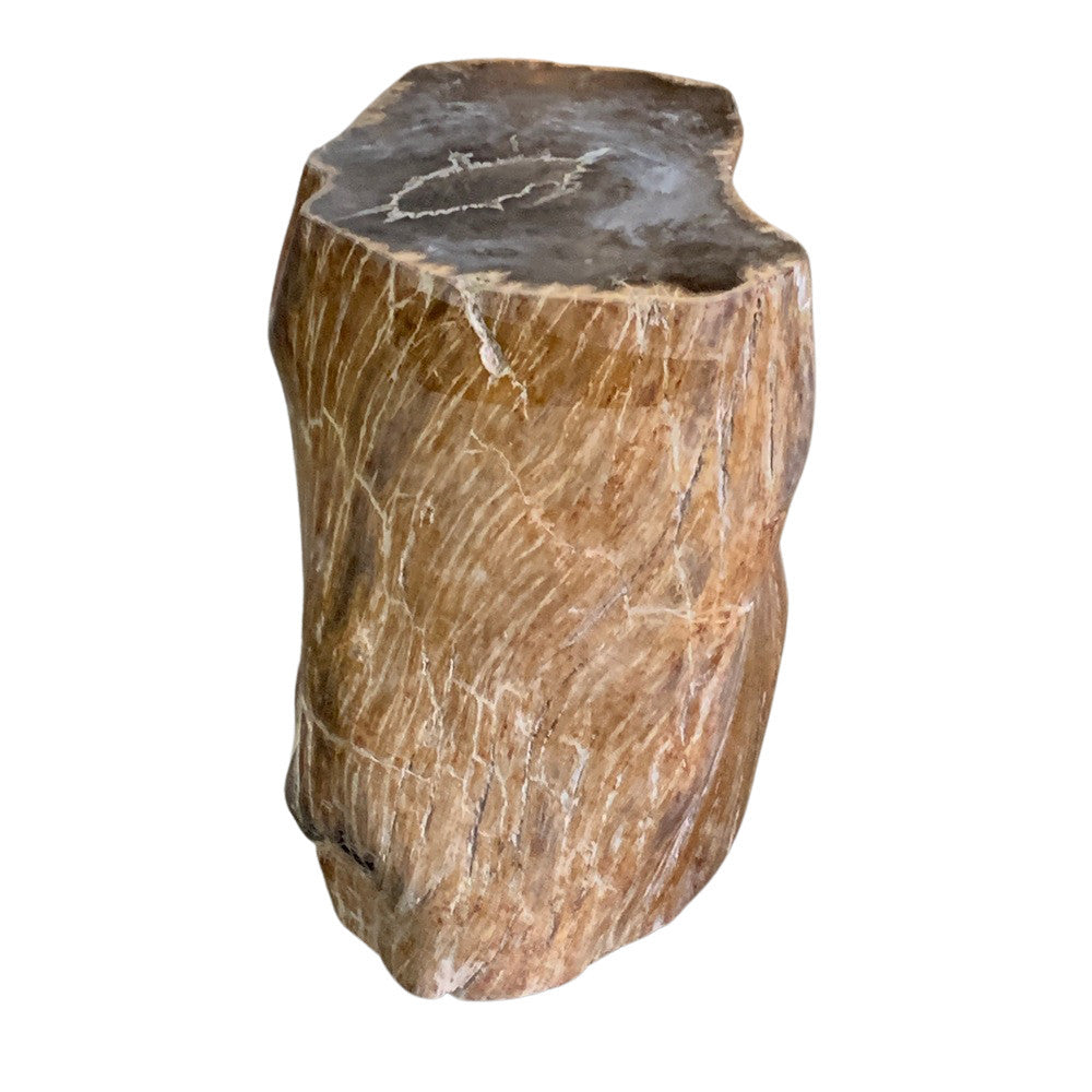 Petrified Wood Stump - Berbere Imports