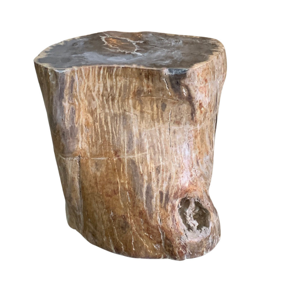 Petrified Wood Stump - Berbere Imports