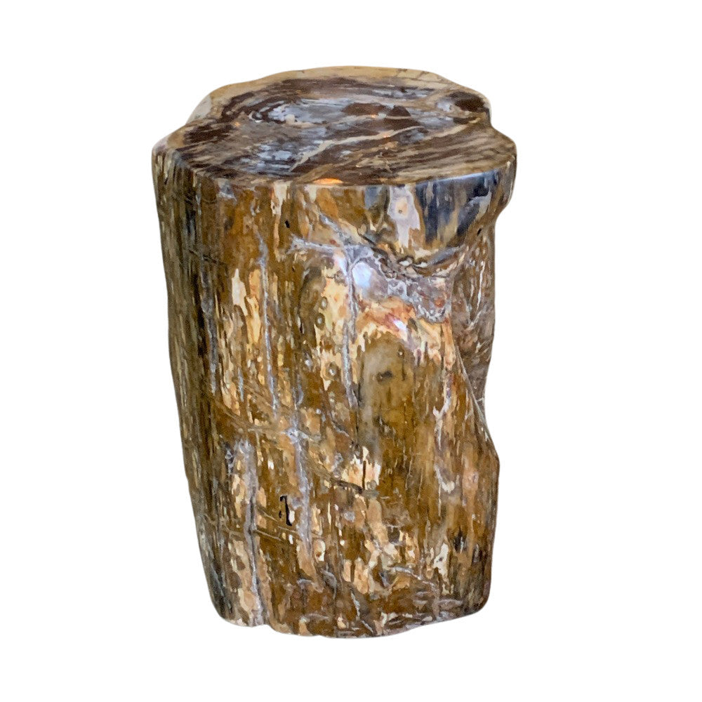 Petrified Wood Stump - Berbere Imports