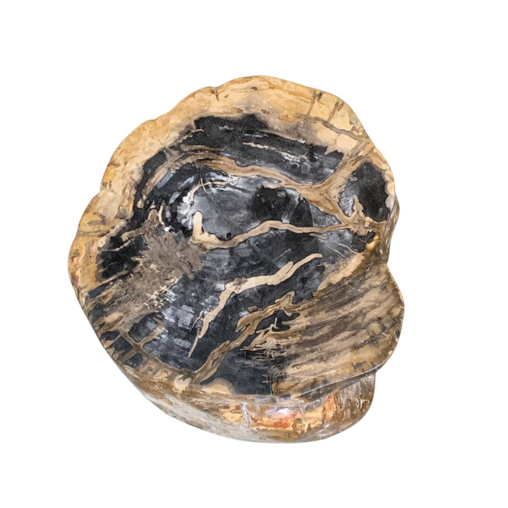 Petrified Wood Stump - Berbere Imports