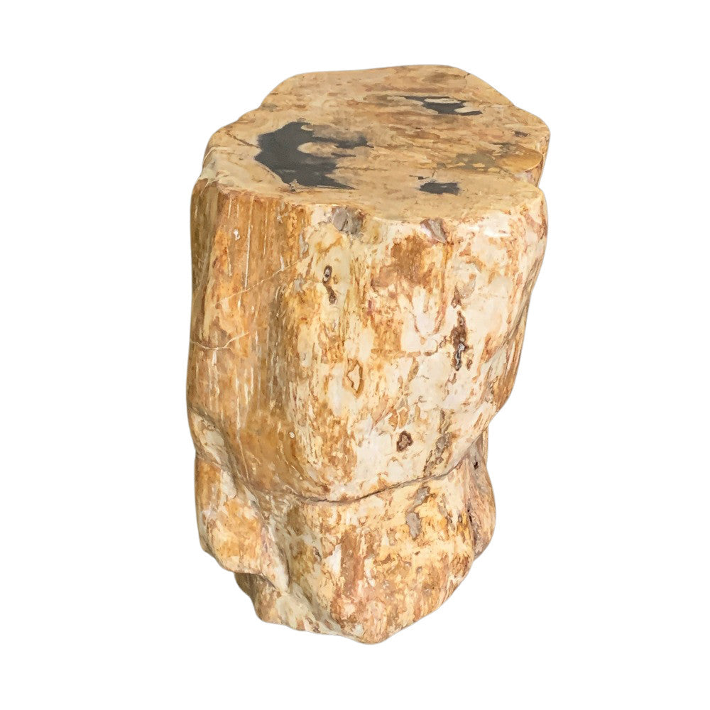 Petrified Wood Stump - Berbere Imports