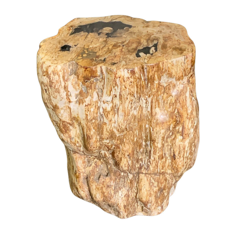 Petrified Wood Stump - Berbere Imports