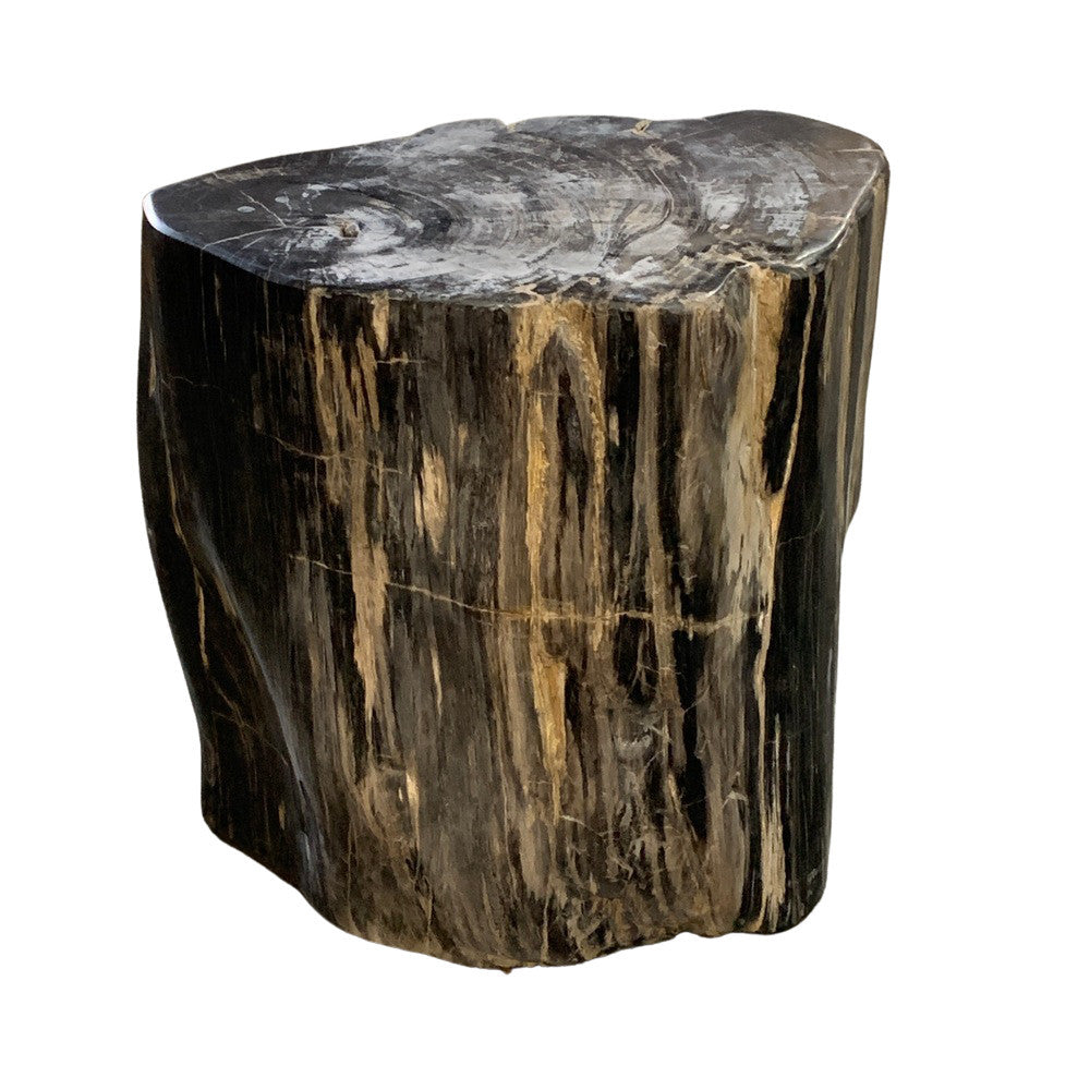 Petrified Wood Stump - Berbere Imports