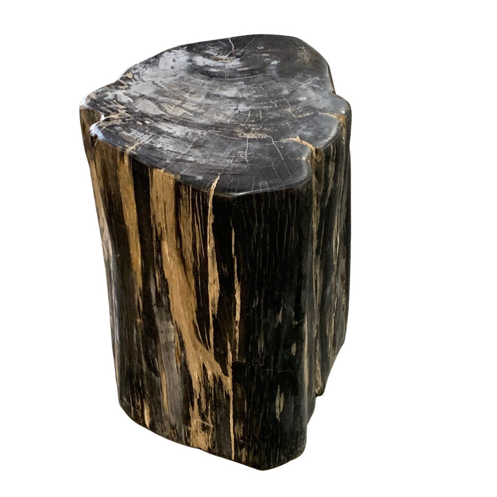 Petrified Wood Stump - Berbere Imports