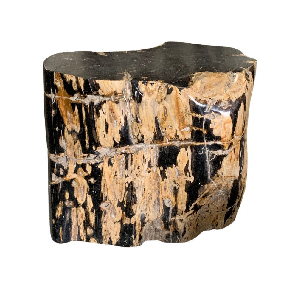 Petrified Wood Stump - Berbere Imports