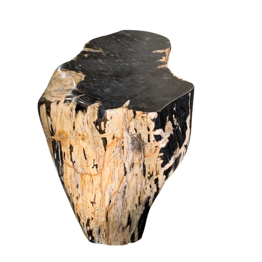 Petrified Wood Stump - Berbere Imports