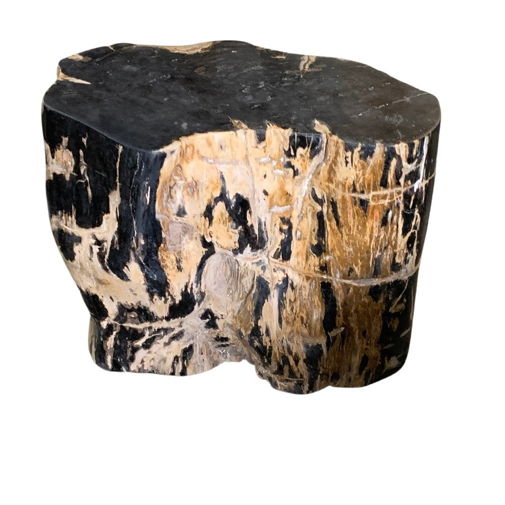 Petrified Wood Stump - Berbere Imports