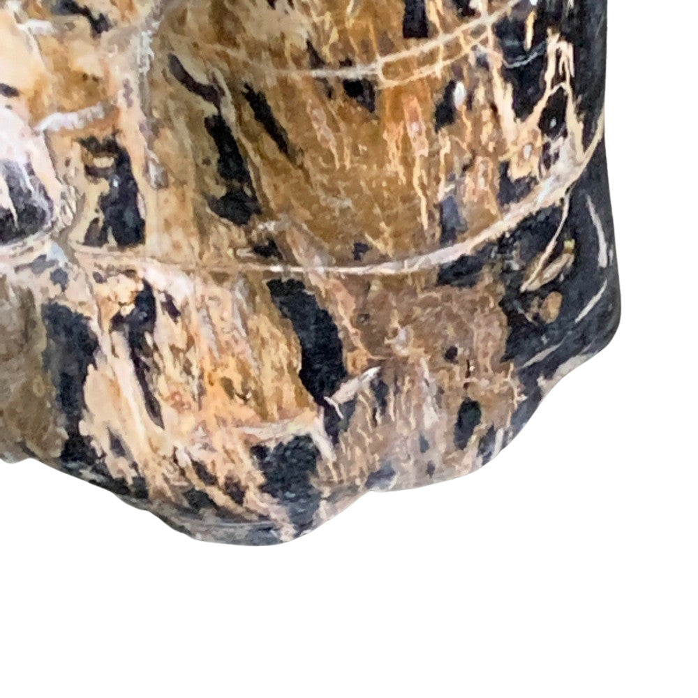 Petrified Wood Stump - Berbere Imports