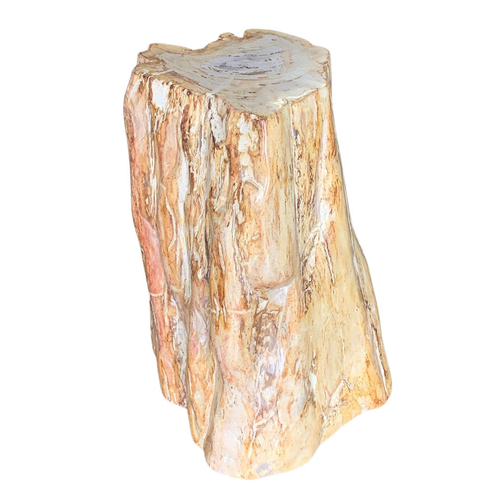 Petrified Wood Stump - Berbere Imports