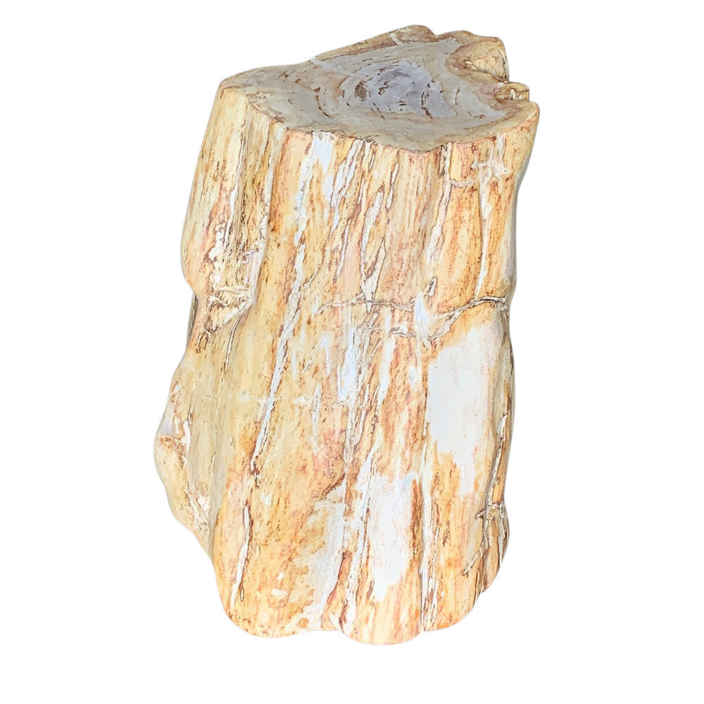 Petrified Wood Stump - Berbere Imports