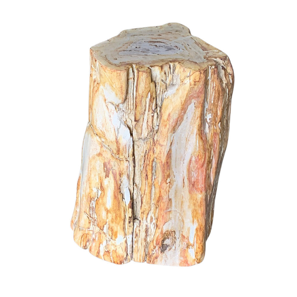 Petrified Wood Stump - Berbere Imports