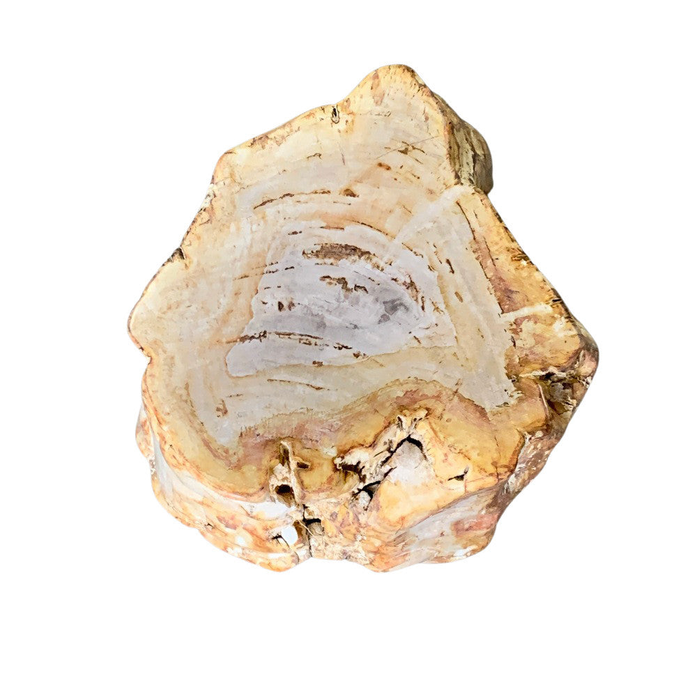 Petrified Wood Stump - Berbere Imports