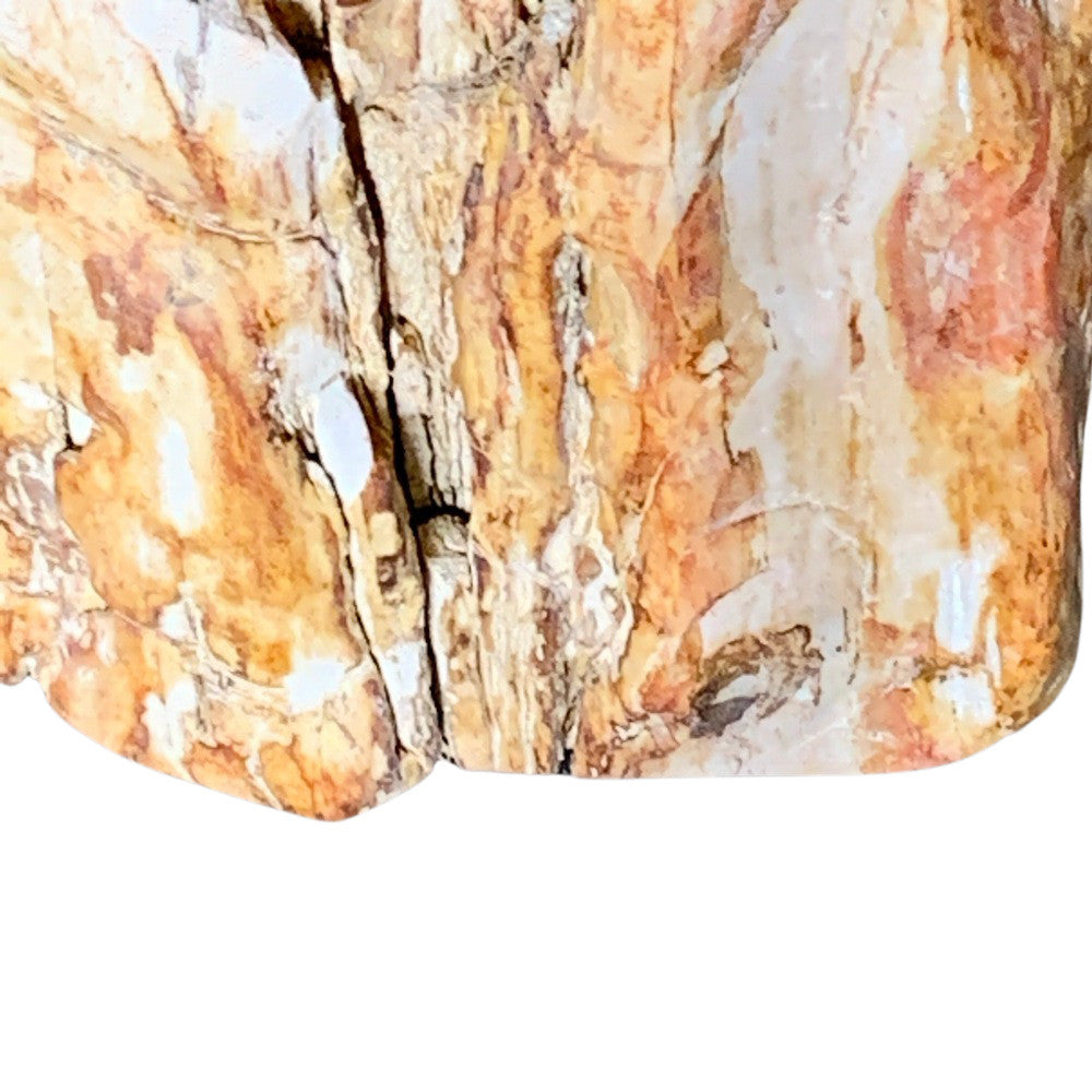 Petrified Wood Stump - Berbere Imports