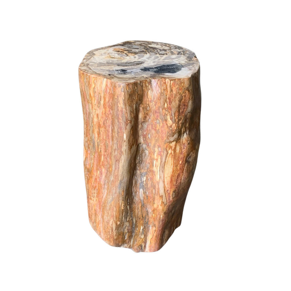 Petrified Wood Stump - Berbere Imports