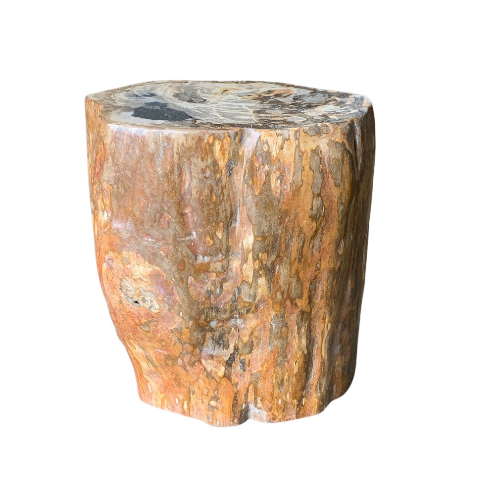 Petrified Wood Stump - Berbere Imports