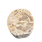Petrified Wood Side Table - Berbere Imports