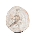 Petrified Wood Side Table - Berbere Imports