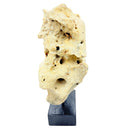 Indonesian Coral On Teak Stand - Berbere Imports