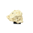 Indonesian Coral Stone On Teak Stand - Berbere Imports