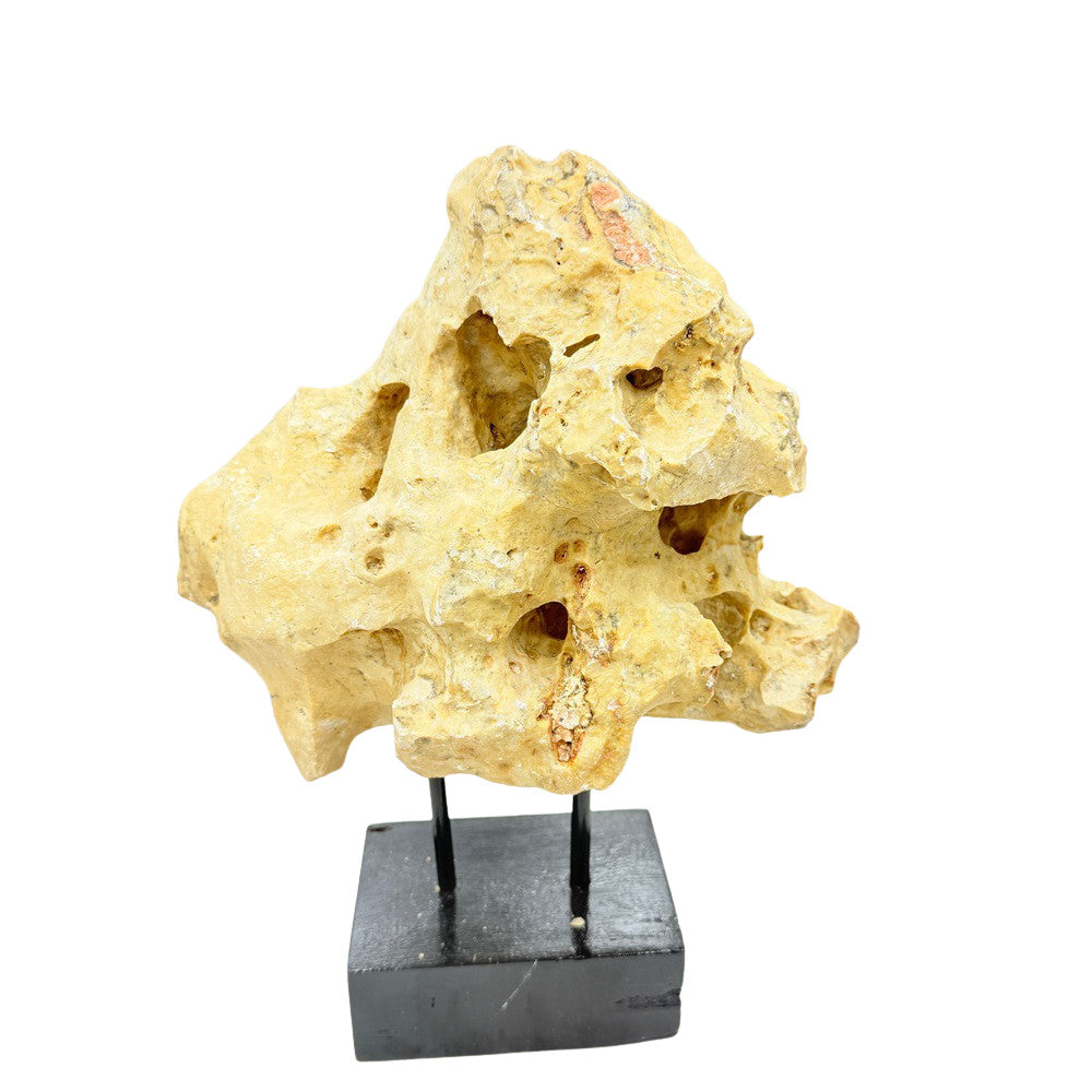 Indonesian Coral Stone On Teak Stand - Berbere Imports